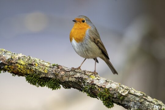European robin (Erithacus rubecula) sitting on a branch, Germany