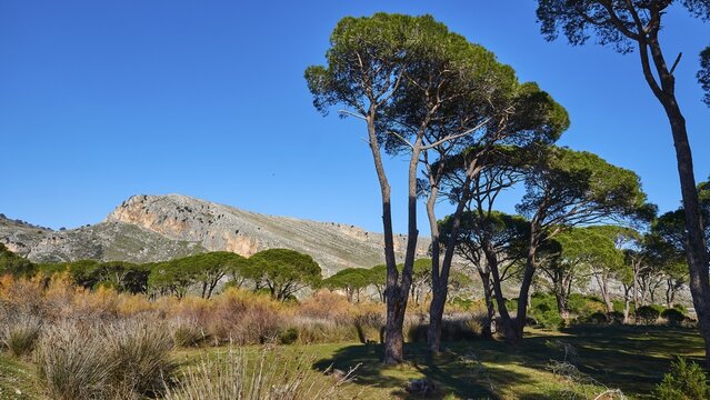 Pine trees (Pineae) against a clear blue sky with a mountain backdrop, Strofilia biotope, wetlands, Kalogria, Peloponnese, Greece