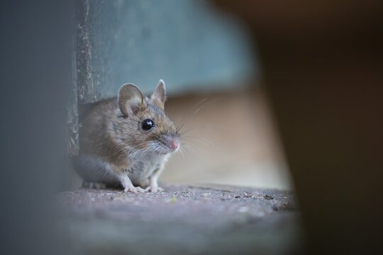 Wood mouse (Apodemus sylvaticus) adult rodent animal emerging from under a garden shed, Suffolk, England, United Kingdom