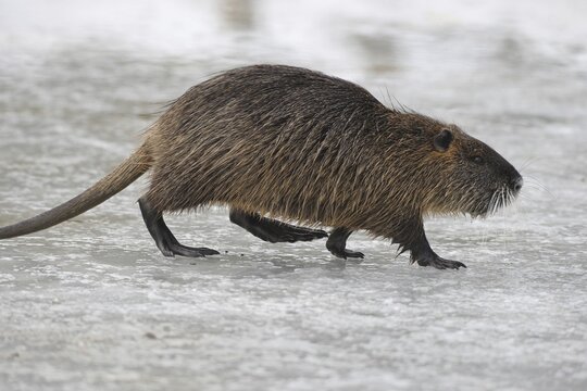 Nutria (Myocastor coypus) running across a frozen stream, Allg&auml;u, Bavaria, Germany, Allg&auml;u, Bavaria, Germany