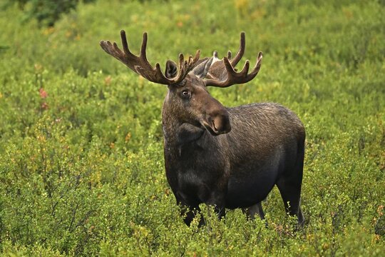 Bull elk (Alces alces) standing in the tundra, Denali National Park