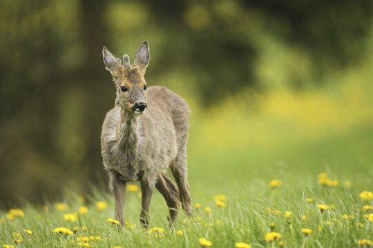 European roe deer (Capreolus capreolus) fawn with a short basal spike in common dandelion (Taraxacum) Allg&auml;u, Bavaria, Germany