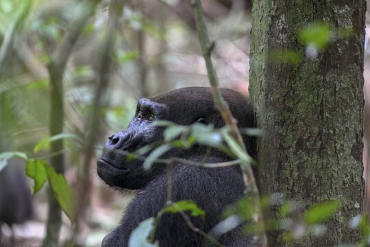 Western lowland gorilla (Gorilla gorilla gorilla), male animal, silverback, Loango National Park, Parc National de Loango, Ogoou&eacute;-Maritime Province, Gabon