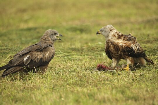 Red kite (Milvus milvus) adult bird at dead young fox (Vulpes vulpes) on freshly mown meadow, fledgling begs parent for food with open beak, Allg&auml;u, Bavaria, Germany, Allg&auml;u, Bavaria, Germany