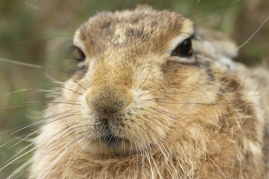 European brown hare (Lepus europaeus) adult animal head portrait, England, United Kingdom