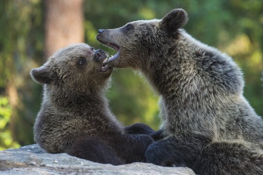 Brown bears (Ursus arctos) fighting playfully in the boreal coniferous forest, play, bite, Suomussalmi, Karelia, Finland