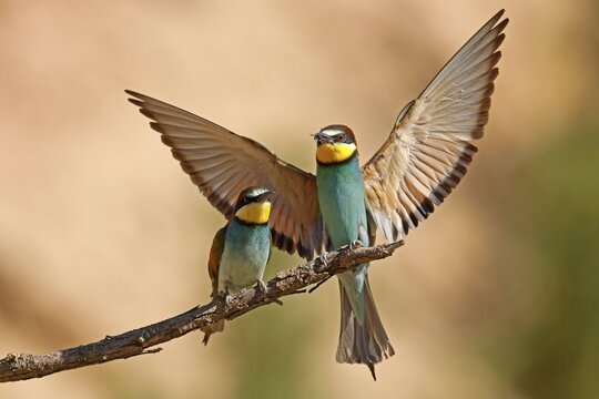 Bee-eater (Merops apiaster) sitting on a branch, mating feeding, Rhineland-Palatinate, Germany