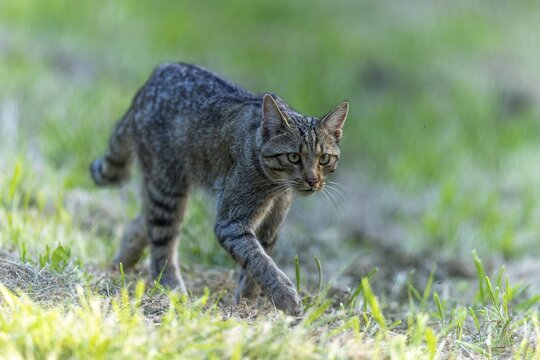 A wildcat creeps concentrated through a green meadow, Wildcat (Felis silvestris), Germany