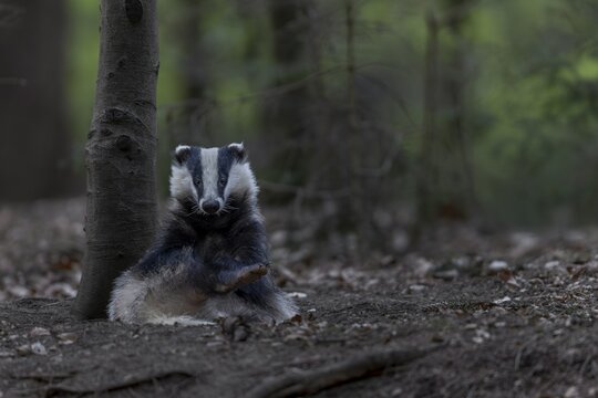 As a rule, badgers (Meles meles) begin intensive grooming, body care, scratching, itching, nocturnal, Germany, shortly after leaving the den