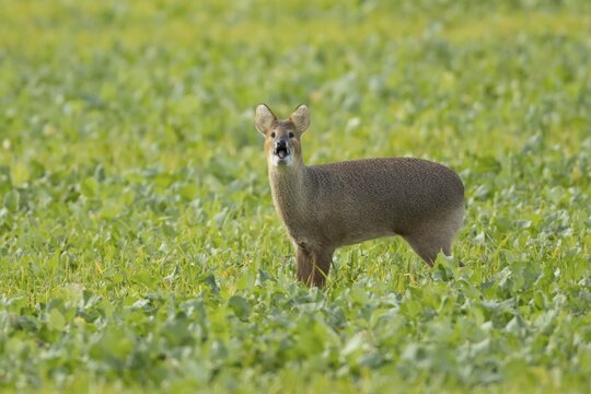 Chinese water deer (Hydropotes inermis) adult animal barking in a farmland field, England, United Kingdom
