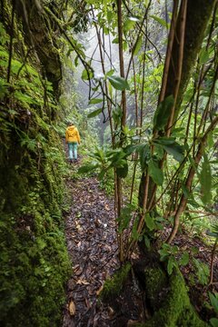Hiker in the jungle, PR9 Levada do Caldeir&atilde;o Verde, Madeira, Portugal
