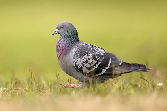 City dove (Columba livia forma domestica) running in the grass, Germany