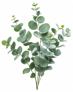 branch with green leaves