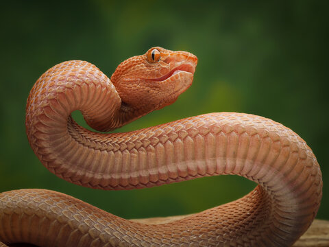 A venomous Mangrove Pit Viper Trimeresurus purpureomaculatus with light-orange scales is coiled tightly on a wooden branch, agains a soft green backdrop, 17 july 2026 Indonesia