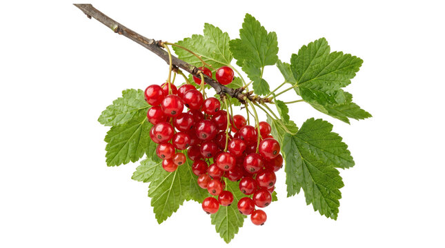 Fresh red currant berries hanging from a branch with lush green leaves as an isolated PNG with transparent background