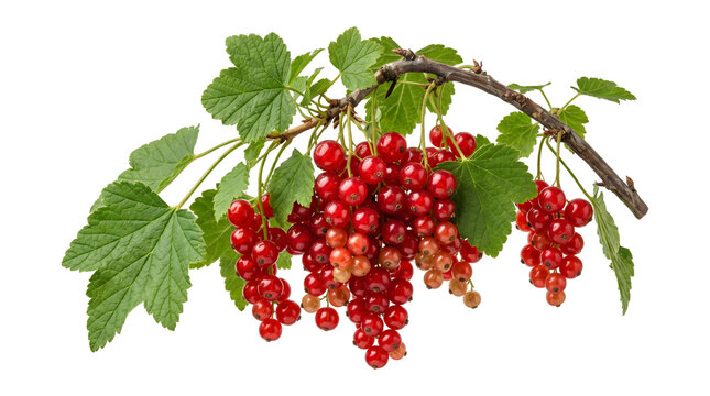 Ripe red currant clusters hanging abundantly from a wooden branch with leaves as an isolated PNG with transparent background