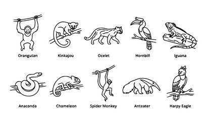 Tropical Rainforest Animal Outline Icon Set with Labels Featuring Orangutan Iguana Chameleon Anaconda and Harpy Eagle Vector © Abddulah