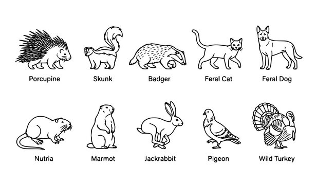 Pest Animal Outline Icon Set with Labels Featuring Porcupine Skunk Badger Feral Cat Dog and Wild Turkey Vector Collection