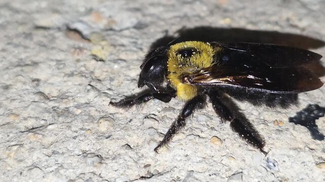 
​Macro shot of a Carpenter bee (Xylocopa appendiculata) covered in wood dust grooming itself after emerging from its nest, 4K UHD #001


