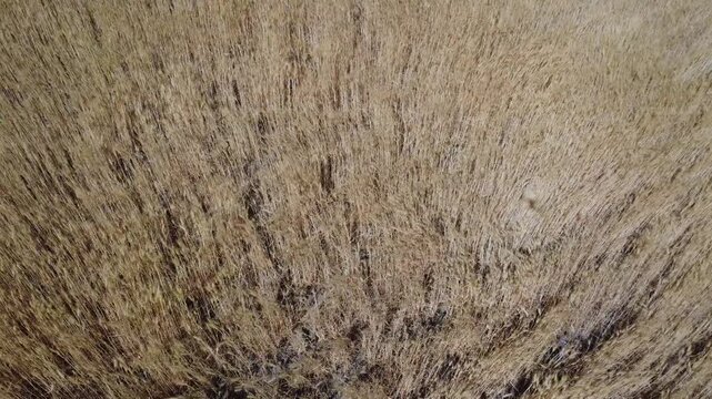  Tilt up rippling hills of wheat crop windy day with Mount Hood background