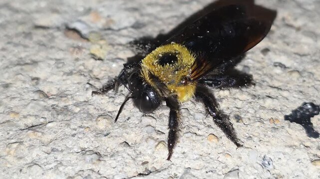 
Macro shot of a Carpenter bee (Xylocopa appendiculata) covered in wood dust grooming itself after emerging from its nest, 4K UHD #002

 