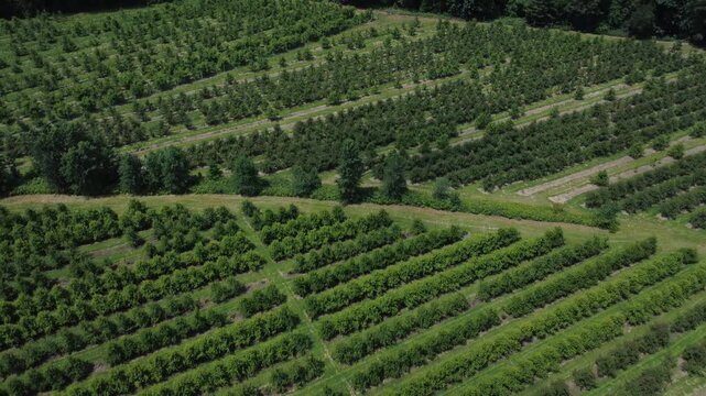 Flight forward over green landscape and fruit orchard rows. 