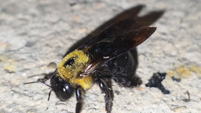 
Macro shot of a Carpenter bee (Xylocopa appendiculata) covered in wood dust grooming itself after emerging from its nest, 4K UHD #003


