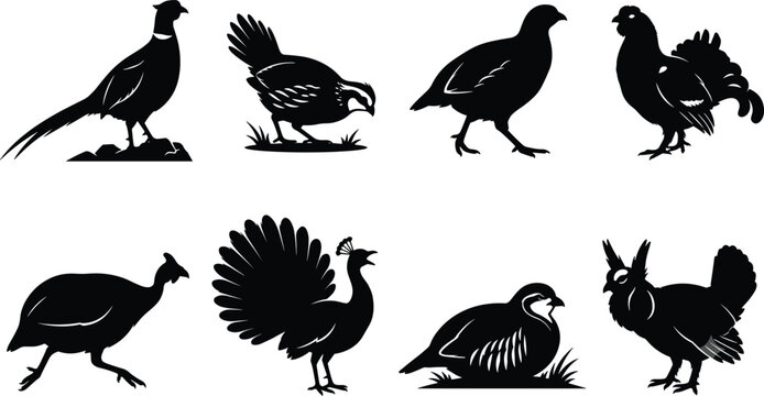 Game Bird Silhouette Collection Featuring Pheasant Peacock Quail Grouse and Domestic Fowl Vector Set