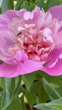 Vertical video of beautiful, delicate pink peony flower (Lat. Paeonia) in garden flower bed. Two black garden ants (Lat. Lasius niger) in flower petals on summer day. Natural floral background