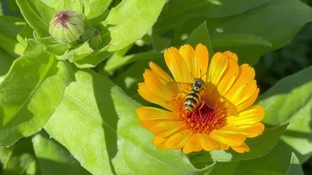 Video of brightly striped two-winged insect hoverfly (Lat. Syrphidae) drinking nectar from orange marigold flower (Lat. Calendula) on summer day in garden. Beautiful summer landscape. Close-up view