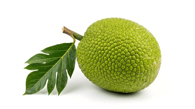 Fresh Breadfruit with Leaf Isolated on White Background, Whole Tropical Fruit with Green Polygonal Skin