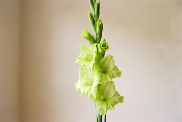 Beautiful lime green gladiolus flower stalk with open blooms and closed buds isolated on a neutral beige background © BrunoMartinsImagens