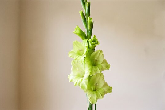 Beautiful lime green gladiolus flower stalk with open blooms and closed buds isolated on a neutral beige background