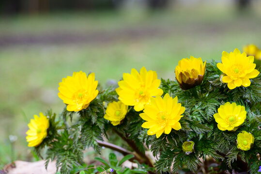 Vibrant yellow Adonis ramosa flowers in early spring