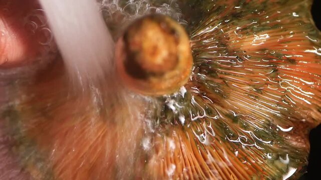 Cleaning a shell in the kitchen sink
