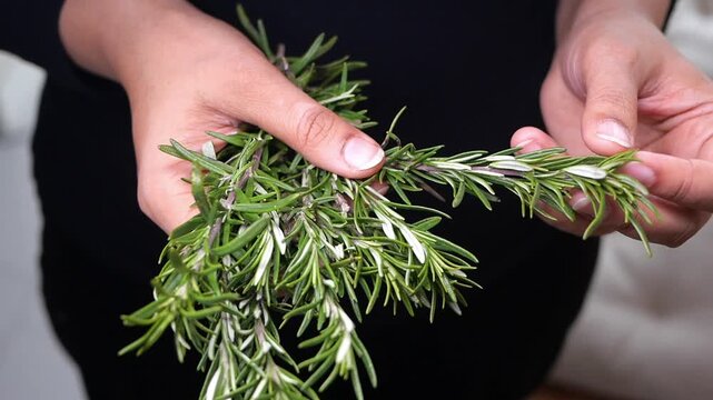 Hands picking fresh rosemary from a herb plant
