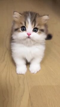 Fluffy calico kitten walking across the smooth wooden floor in this adorable motion video footage showing a tiny pet exploring its cozy indoor home with gentle curiosity and bright eyes while moving t