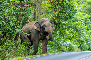 Fototapeta premium Its body is gray, its snout is called the trunk. The trunk of the Asian elephant has only one beak. Nakhon Ratchasima, Thailand.