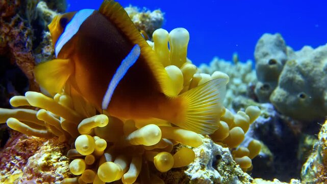 Clownfish swimming around a sea anemone in an aquarium