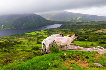 Sheep above green valley and lake on the Wild Atlantic Way in Ireland © Lumen&Lines