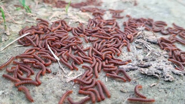 Extreme Macro Focus On Clustered Segmented Worms