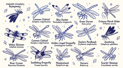 Collection of Dragonfly Illustrations with Scientific Names and Common Names. © zainab