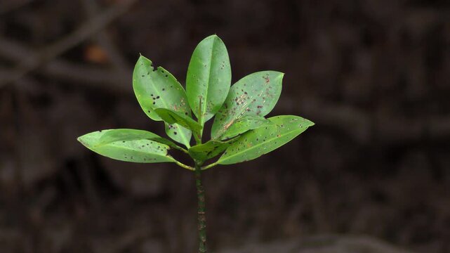 Young mangrove seedling on dark background