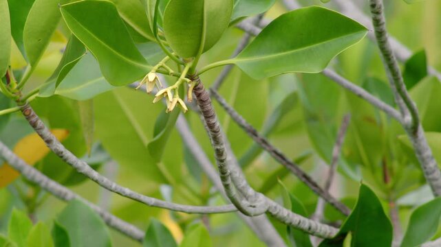 Mangrove flowers blooming among glossy green leaves