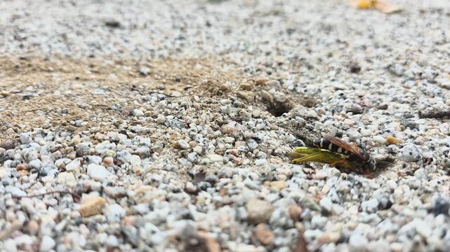 Macro shot of a Sand Wasp (Stizus pulcherrimus) dragging a paralyzed katydid prey into its underground nest burrow, 4K UHD#002
 