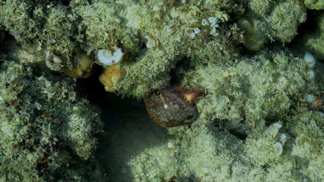 Cowrie snail crawling across coral reef underwater