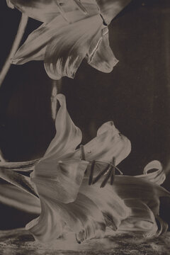 Fine art photography of Belladonna Lily flowers floating in water in a glass vase, Wet‑Plate Collodion Style