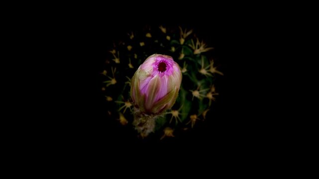 Cactus flower opening time-lapse, isolated on clean background.