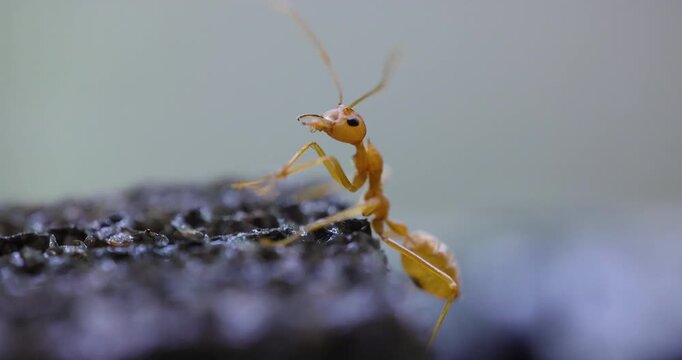 Closeup of Red Weaver Ant Worker cleaning up its body on a rainy damp morning