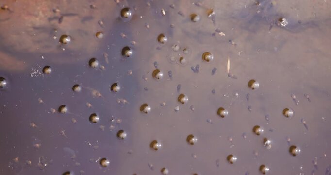 Frog eggs and small tadpoles in a monsoon pool; slow motion surface macro
